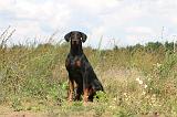 DOBERMANN 704